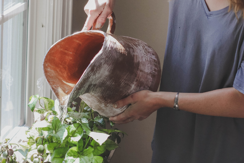 Find out: this is how you water plants - the right way