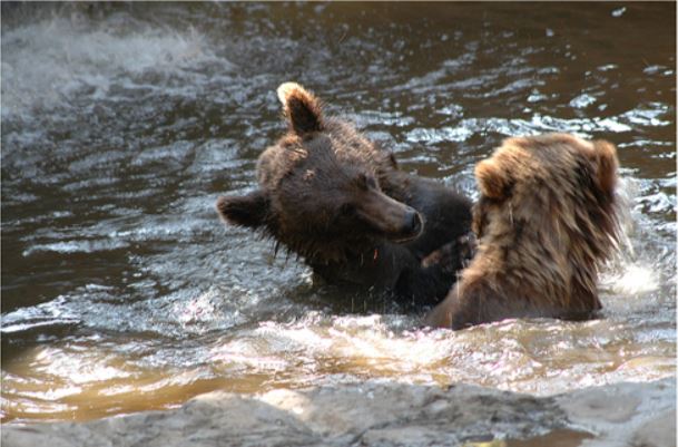 Mother bear leaves exhausted cubs to drown; luckily these fishermen were around