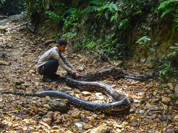 These Workers Found A Giant Snake - You Won't Believe What They Found Inside!