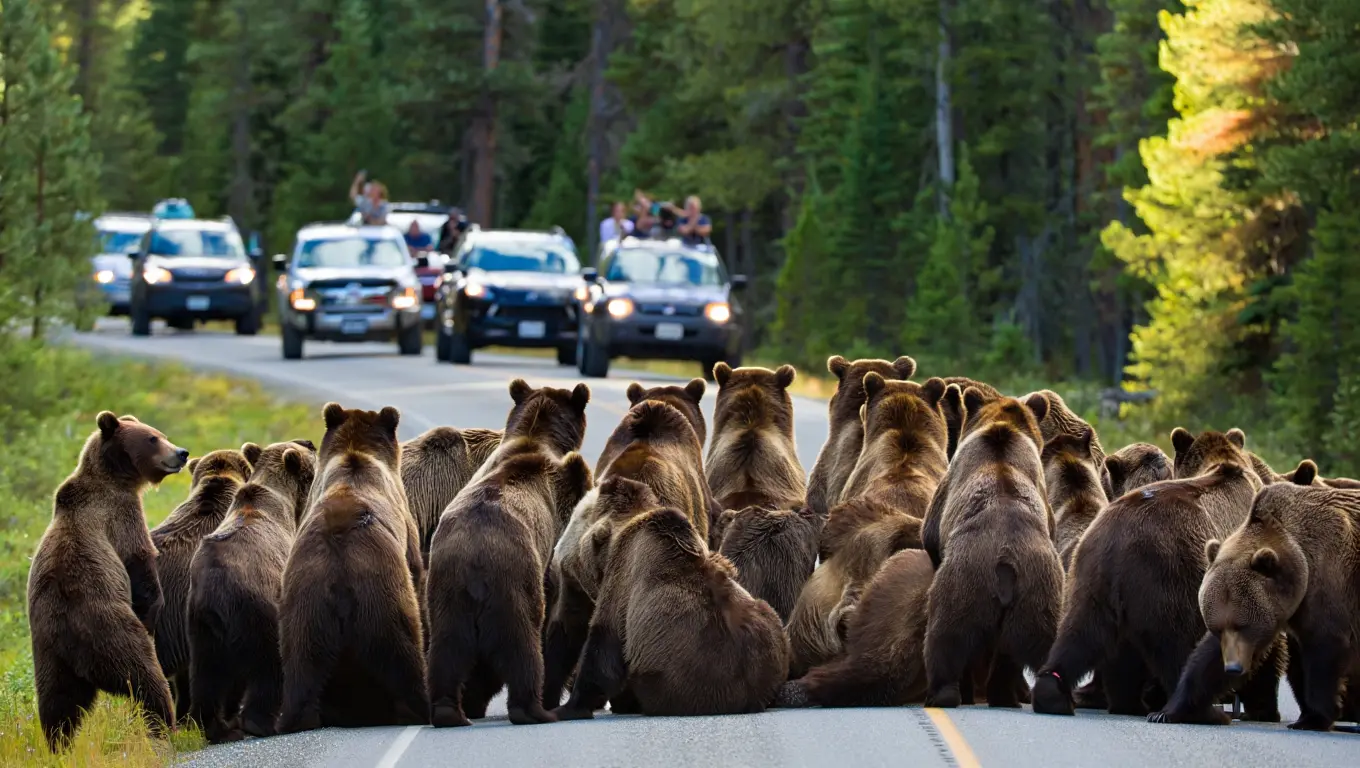 Bears Block Yellowstone Road – The Reason Why Leaves Drivers Frozen