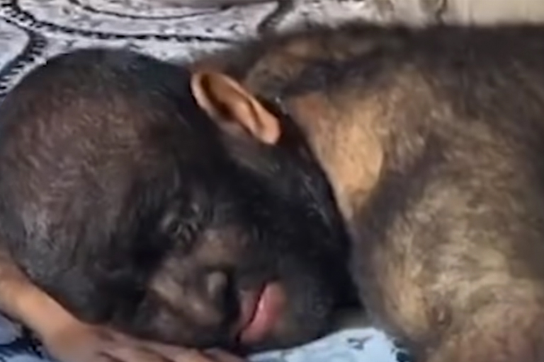 Hairiest family in the world shares shocking news