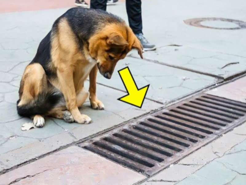 Dog Looks Down Drain Every Day Until Bystanders See What She's Looking At