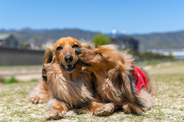 Dogs come together for one final goodbye