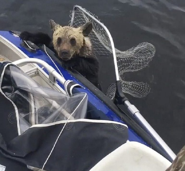 Mother bear leaves exhausted cubs to drown; luckily these fishermen were around