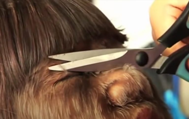 The Hairiest Girl In the World Shaves Her Face For The First Time
