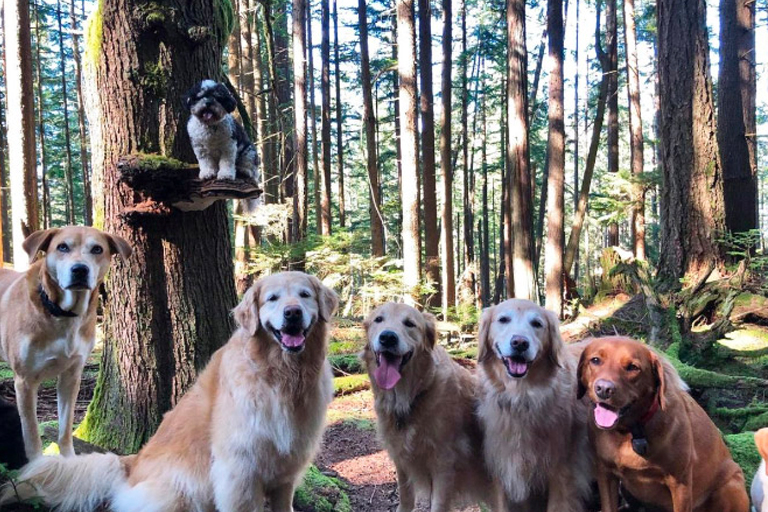 Here are 10 pictures of dogs on mushrooms