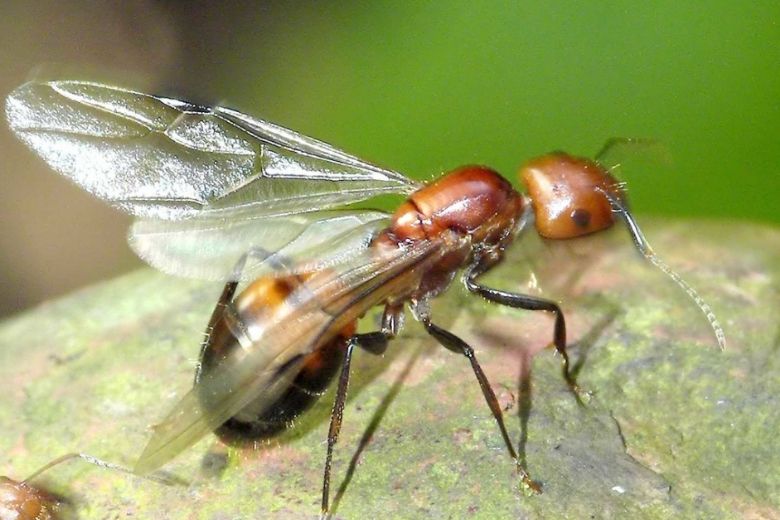Are flying ants swarming around your house? This is how to get rid of them