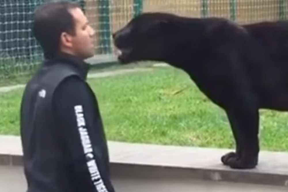 Man Doesn’t Notice Black Panther Sneaking Up On Him From Behind Until It Is Too Late