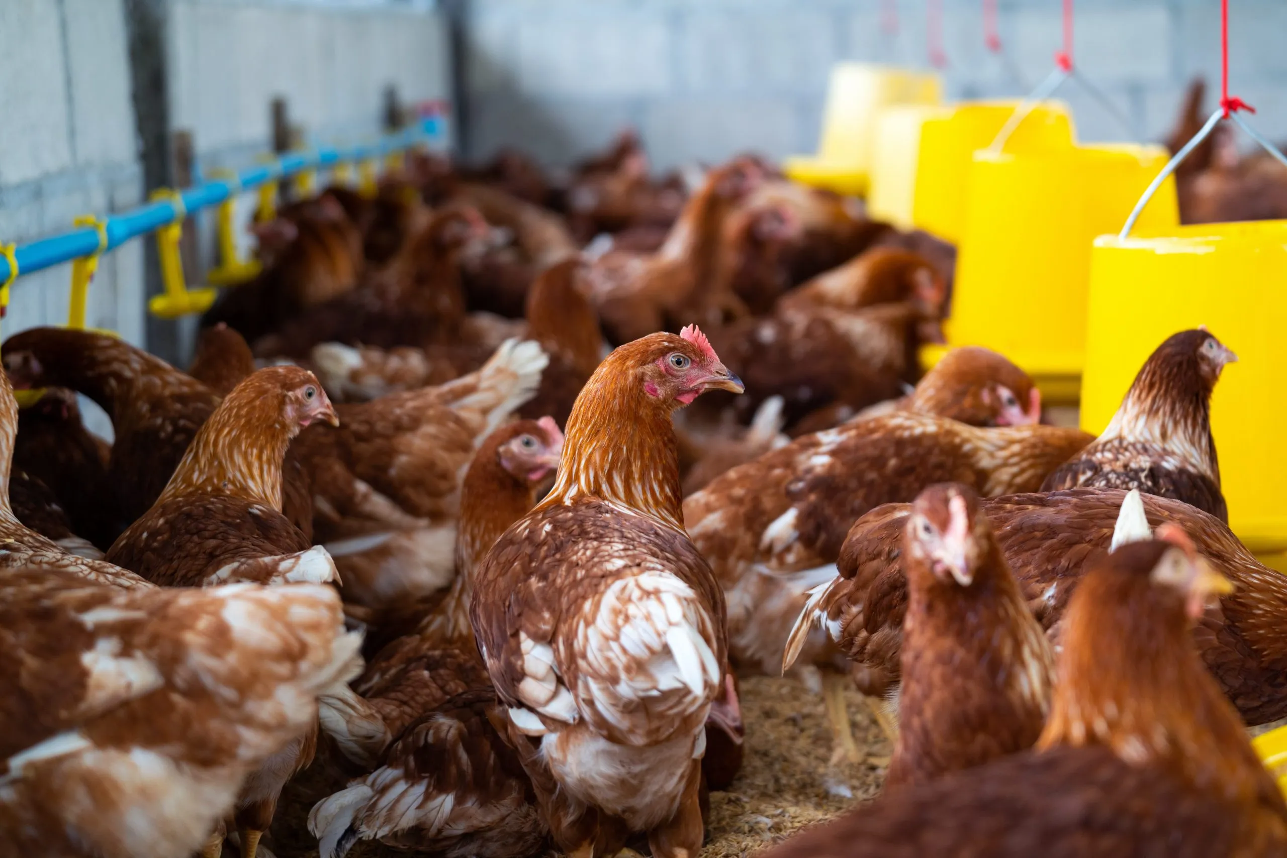 Farmer's Shocking Discovery: Mysterious Eggs Hatch into Jaw-Dropping Wonders!