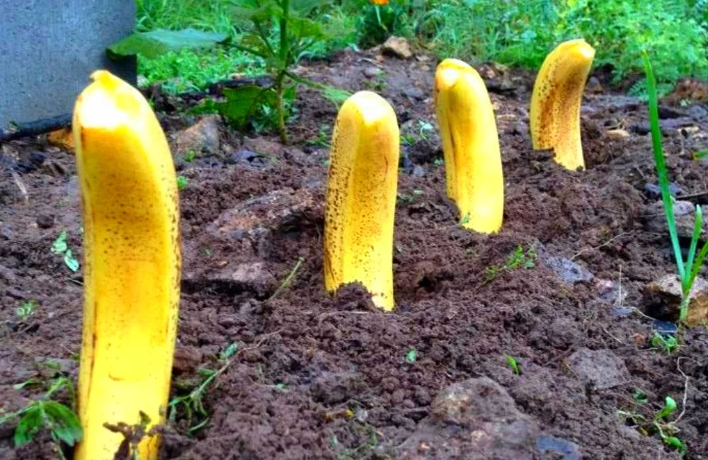 Simple Spring Hacks For The Garden Of Your Dreams. Practically For Free!