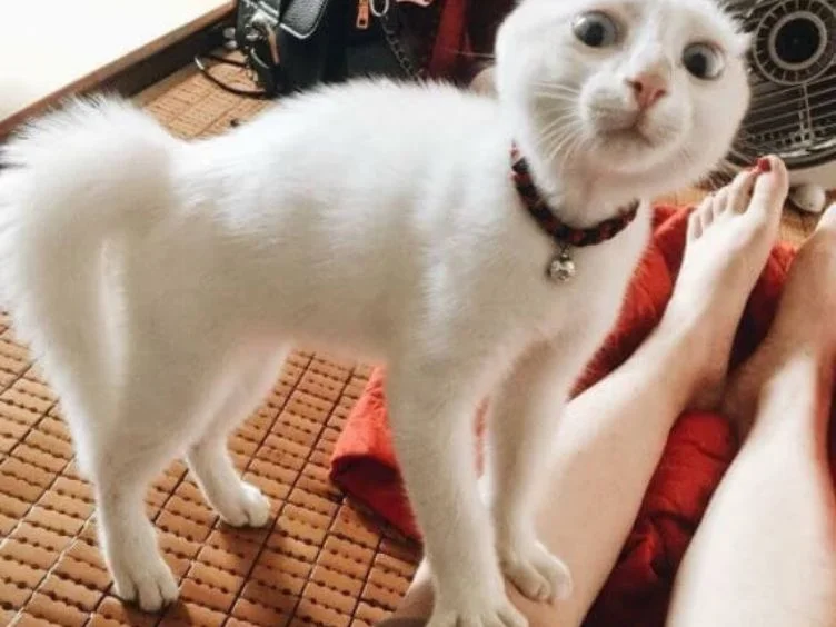 30+ Cat Owner Tips: Your Guide to Understanding & Caring for Your Cat