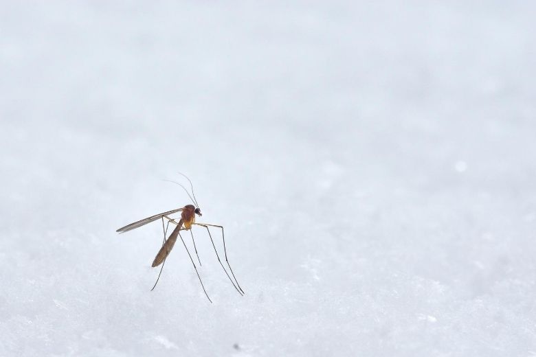 Mosquito in the bedroom? You can find it fast with this trick