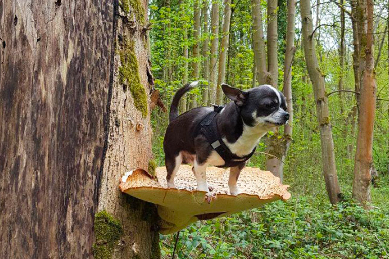 Here are 10 pictures of dogs on mushrooms