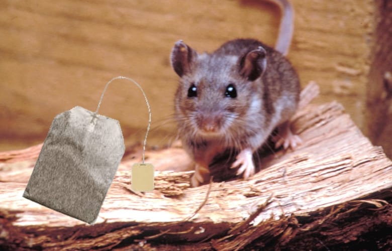 This is how you can ban vermin from your home with a tea bag