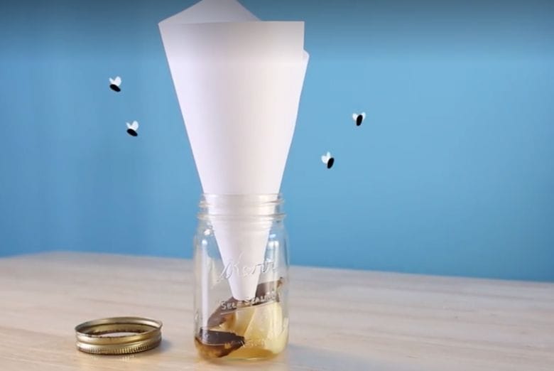 Here are 5 easy ways to catch fruit flies in your home