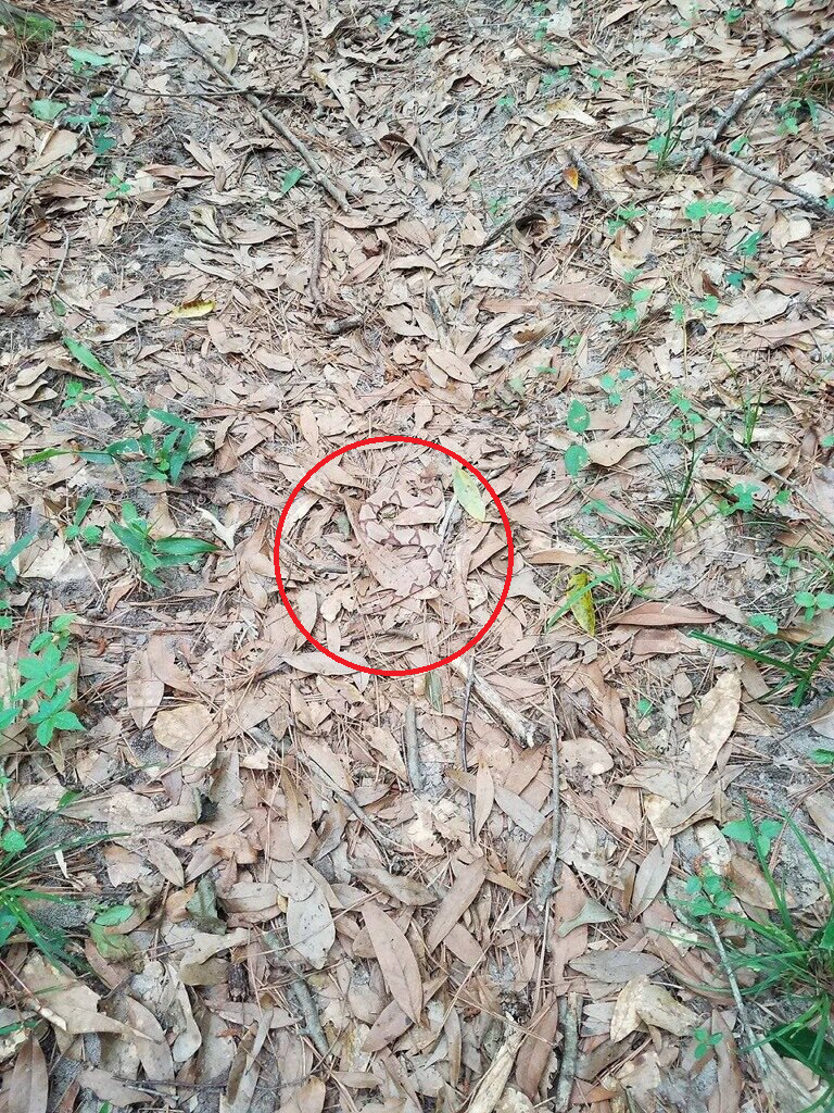 Can you spot the particularly well-camouflaged snake in this photo?