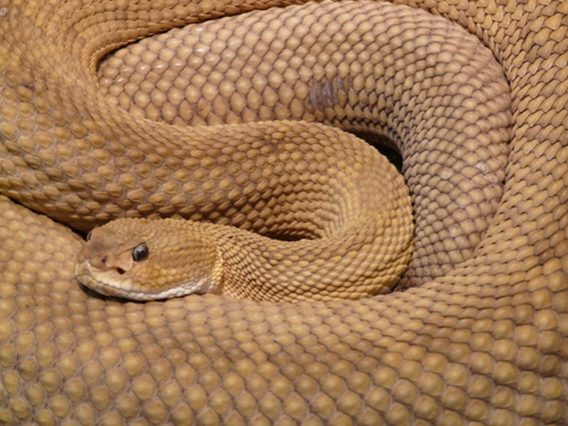 Man Finds Giant Snake Pit And Is Shocked When He Discovers What Lies At The Bottom