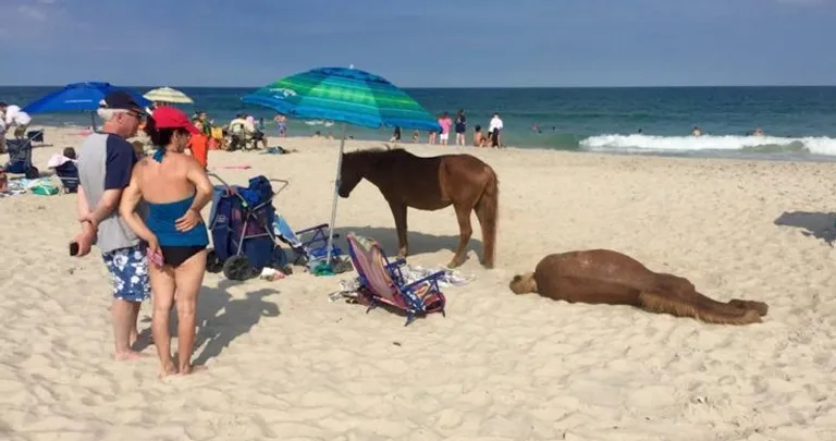 Some of the Funniest Beach Pictures: Some Are Going Too Far!