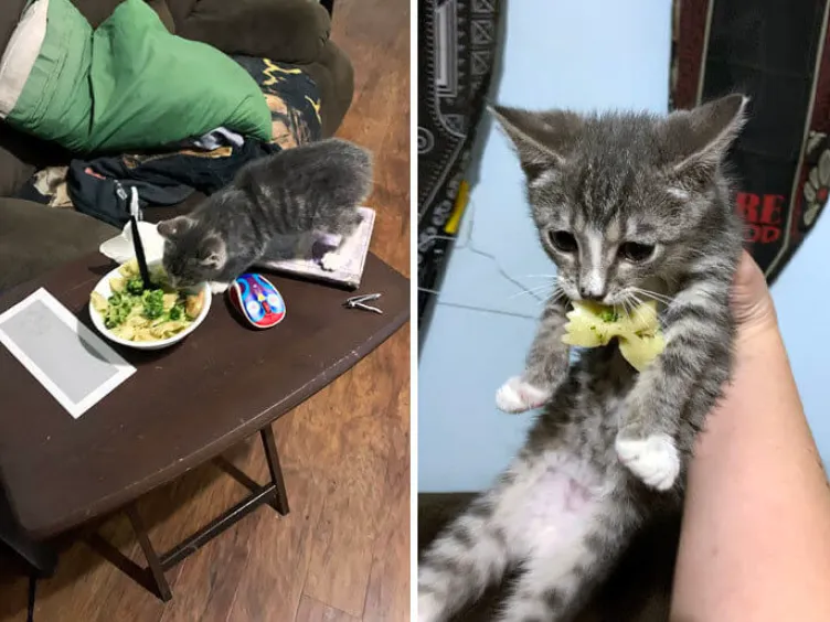 Caught in the Act: Pets' Hilarious Attempts to Swipe Human Food!