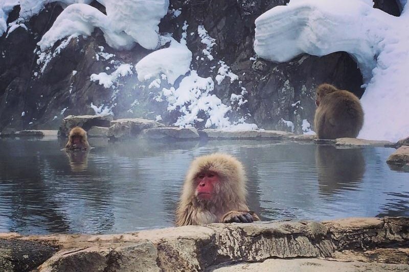 Wildlife pictures you normally don't see