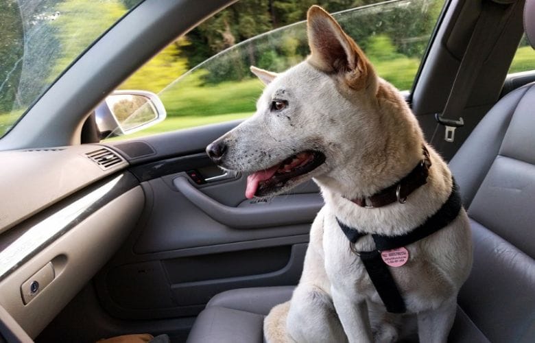 This is why you should never let your dog ride in the passenger seat