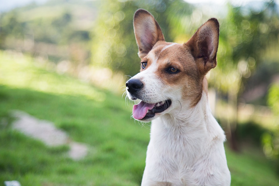 Great news for all dog owners! If you're not sure if you should get a dog, this might help you decide!