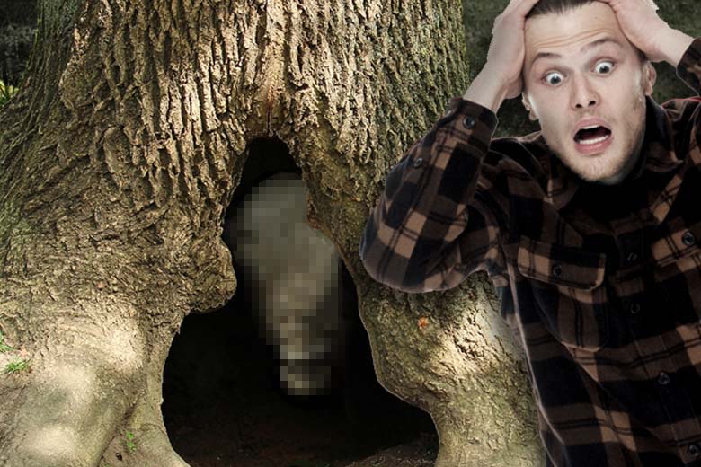Lumberjacks find a bizarre creature in a hollow tree