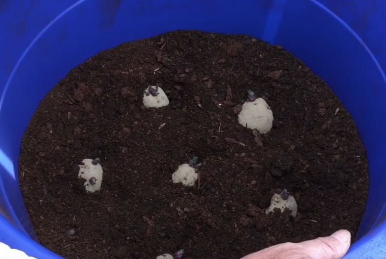 Want to grow potatoes but don't have a garden? With these tips you can grow them in a pot!