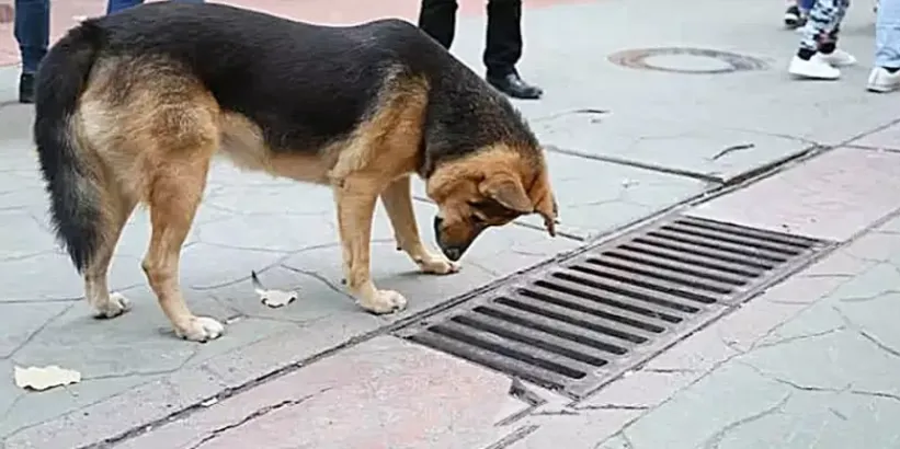 Dog looks Into Storm Drain Every Day - Bystanders Are Suprised When They Open It