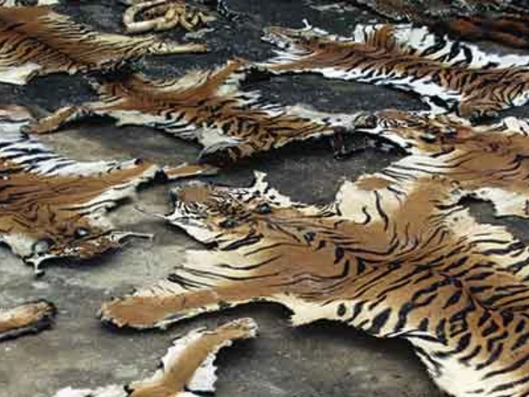 Lion Seeks Help from Photographer - The Unbelievable Truth Revealed