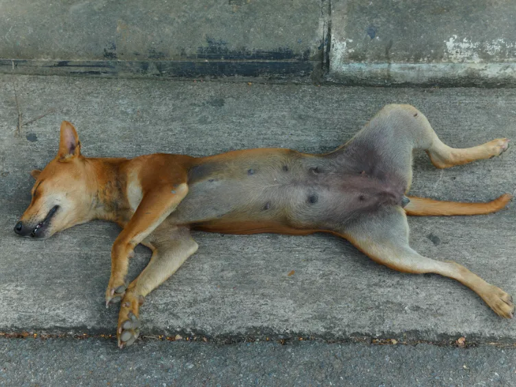 What's Your Dog Really Saying? Uncover 43+ Tips to Crack the Canine Code!