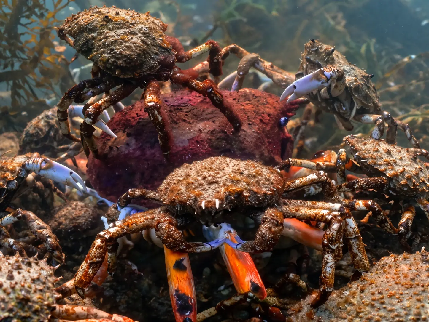 Scientists Placed a Single "Crab" Among Thousands—Then Something Bizarre Happened