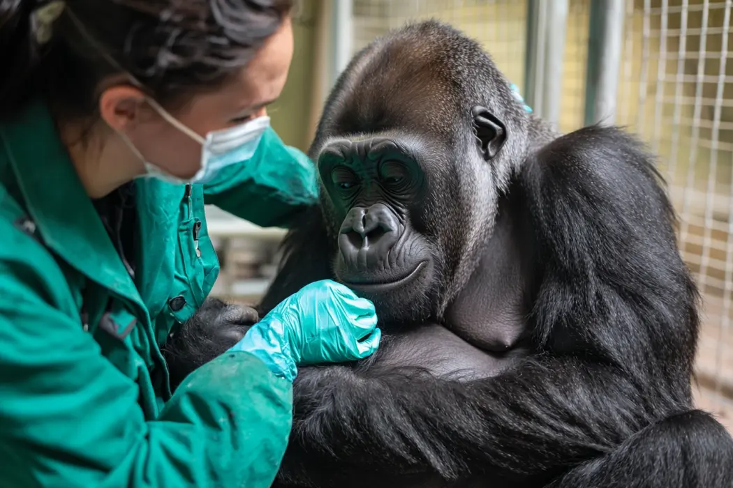 Pregnant Gorilla's Ultrasound Reveals a Dark Secret
