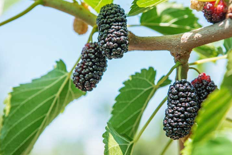 Take A Look At These Strange Fruits From Around The World