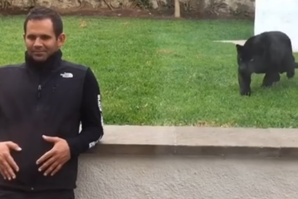 Man Doesn’t Notice Black Panther Sneaking Up On Him From Behind Until It Is Too Late