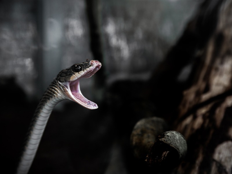 Man Finds Giant Snake Pit And Is Shocked When He Discovers What Lies At The Bottom