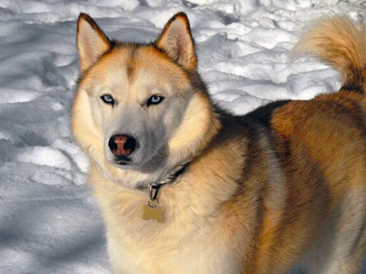 Barking Up the Right Tree: 49 Essential Insights into Your Future Furry Friend