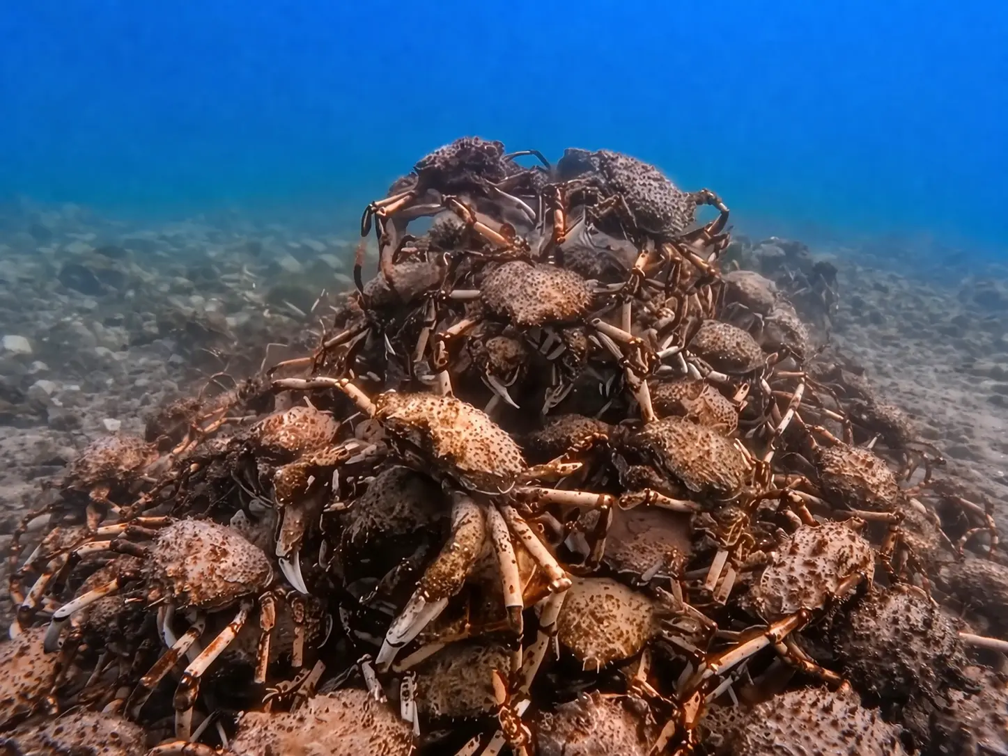 Scientists Placed a Single "Crab" Among Thousands—Then Something Bizarre Happened