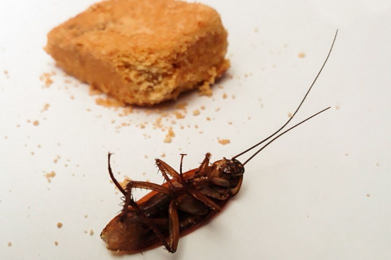 These simple tricks will help you get rid of cockroaches in no time at all!