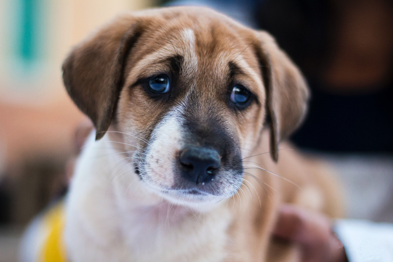 Abandoned dog was found and saved by New York community