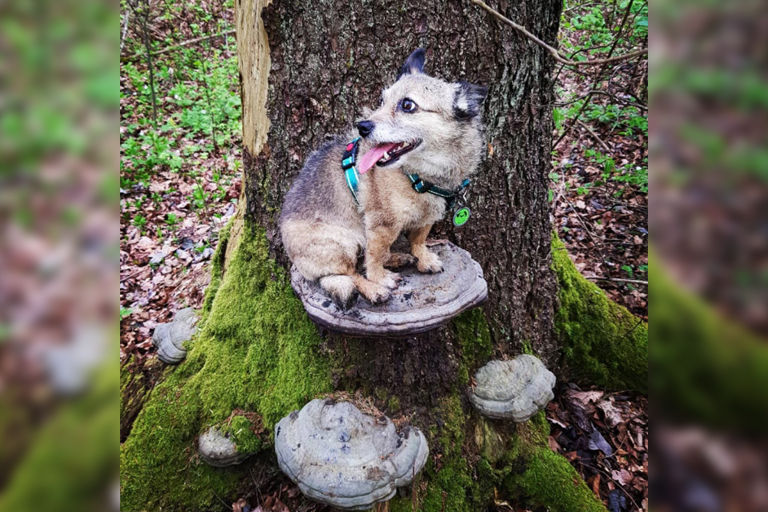 Here are 10 pictures of dogs on mushrooms