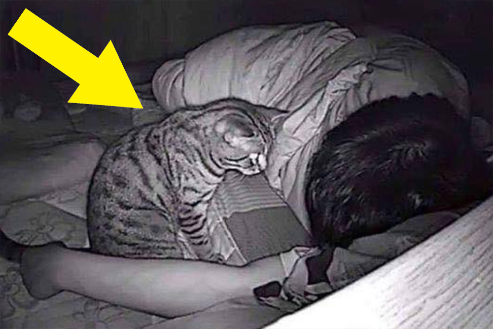 Cat Stares At Owner All Night - Owner Calls The Authorities When He Finds Out Why
