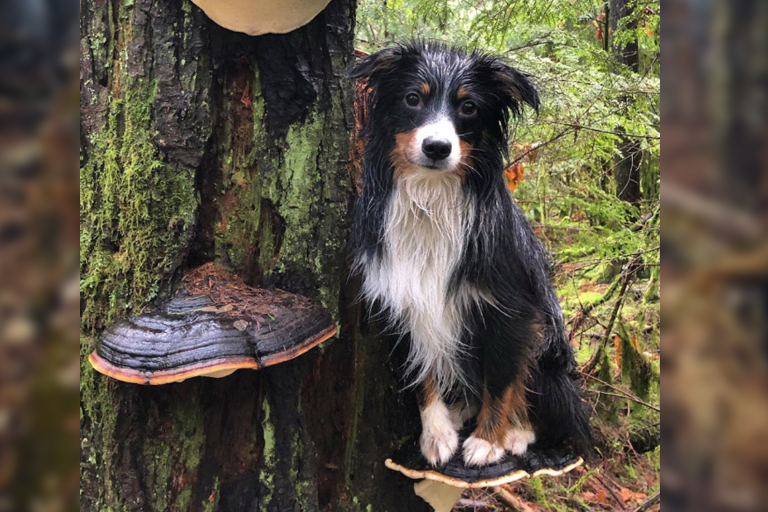 Here are 10 pictures of dogs on mushrooms