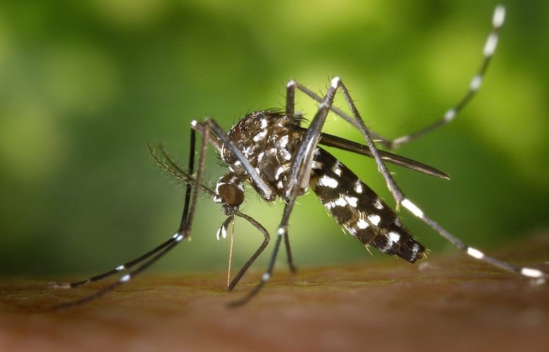 Got an annoying mosquito bite? With these tips it will stop itching right away!