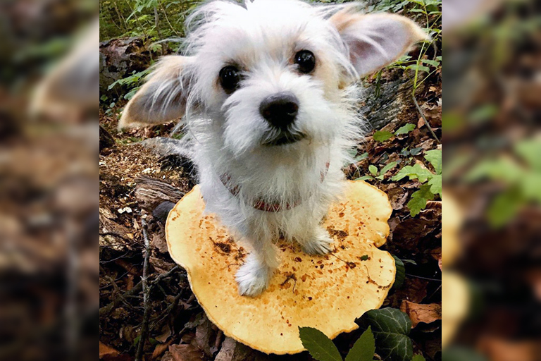 Here are 10 pictures of dogs on mushrooms