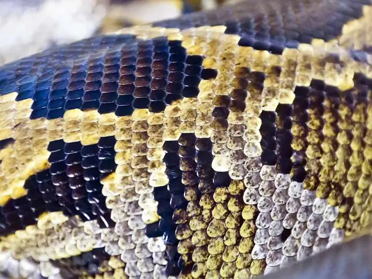 These Workers Found A Giant Snake - You Won't Believe What They Found Inside!