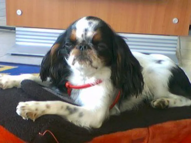 Barking Up the Right Tree: 49 Essential Insights into Your Future Furry Friend