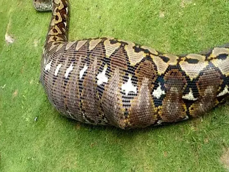 These Workers Found A Giant Snake - You Won't Believe What They Found Inside!