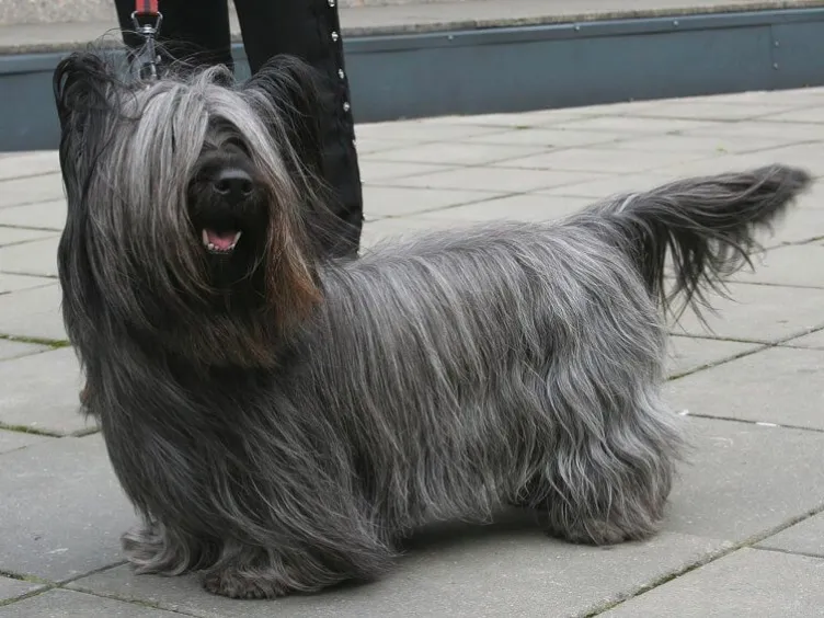 Barking Up the Right Tree: 49 Essential Insights into Your Future Furry Friend
