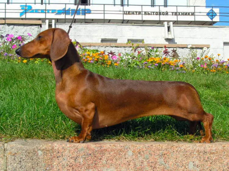 Barking Up the Right Tree: 49 Essential Insights into Your Future Furry Friend
